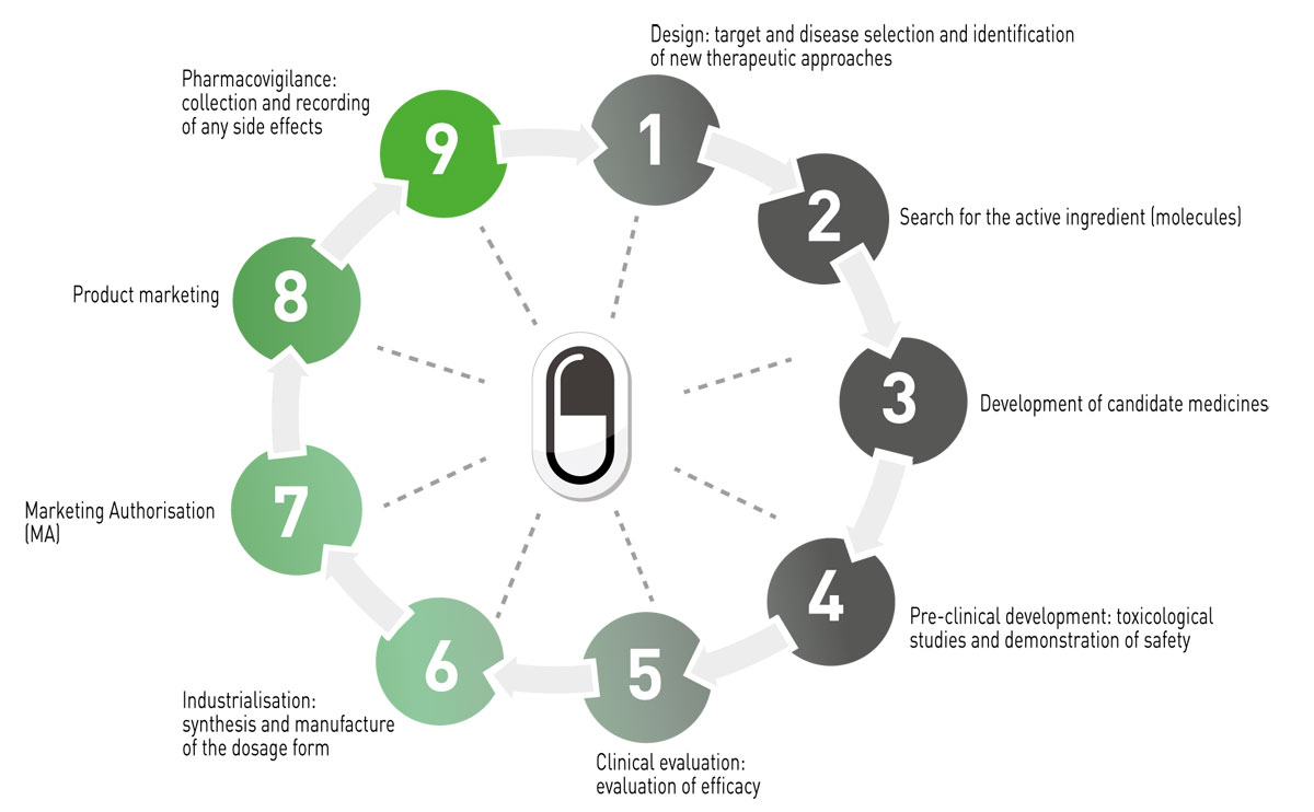 The main phases of veterinary drug development